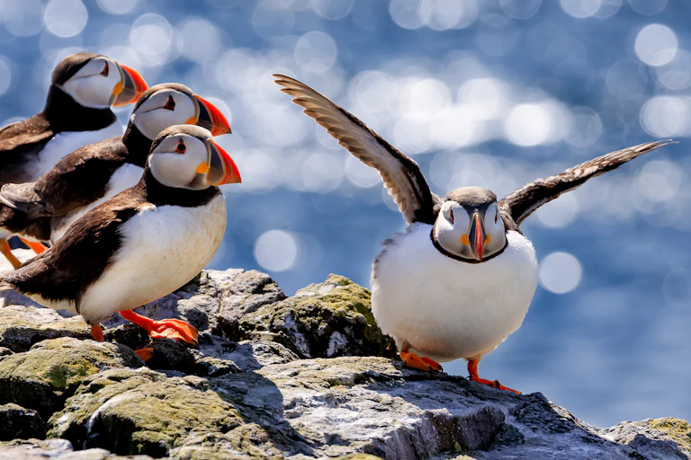 A flock of puffins on top of a cliff.