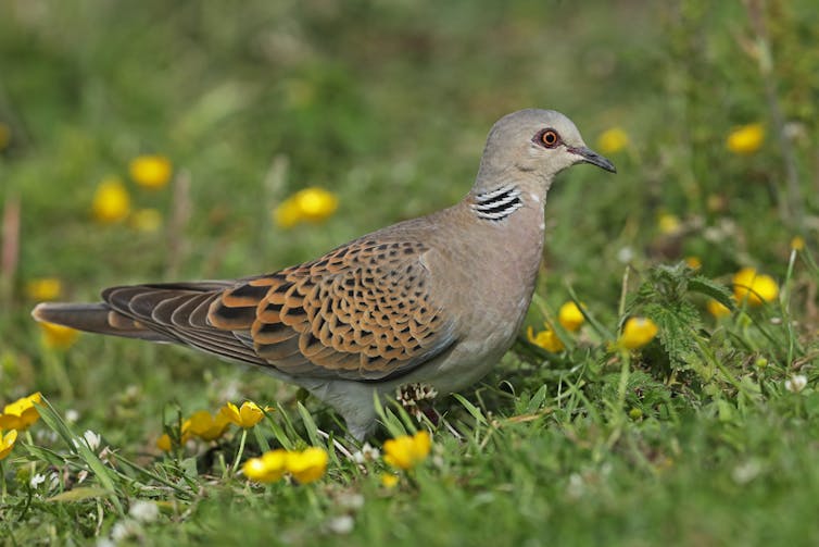 The European turtle dove.