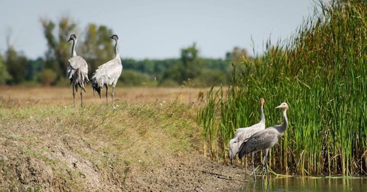 A flock of common cranes drinking from a pond.