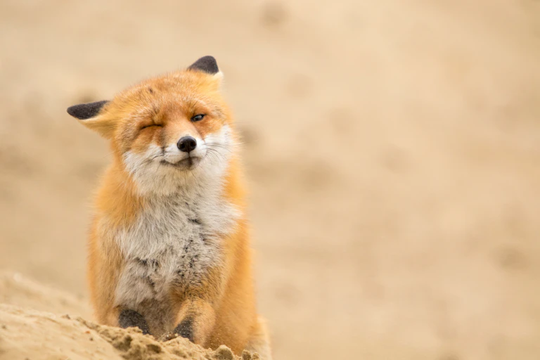 Fox looks at the camera with one eye close