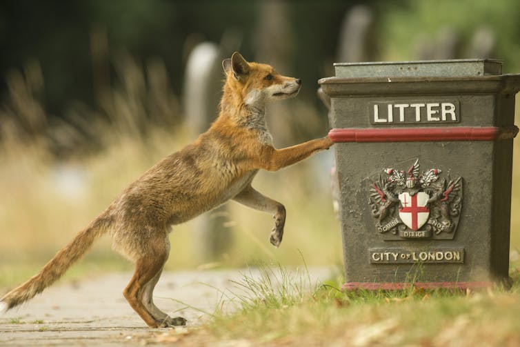 Fox looks at litter bin.