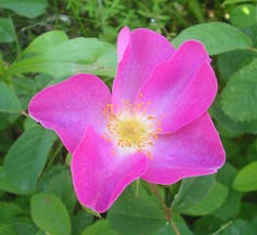 A photograph of an open bright pink flower showing its pollen producing parts.