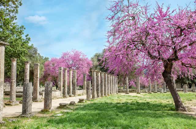 Trees with clusters of blooming pink flowers growing amid ancient columns.