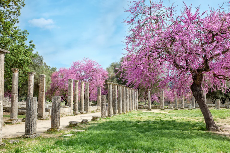 Trees with clusters of blooming pink flowers growing amid ancient columns.