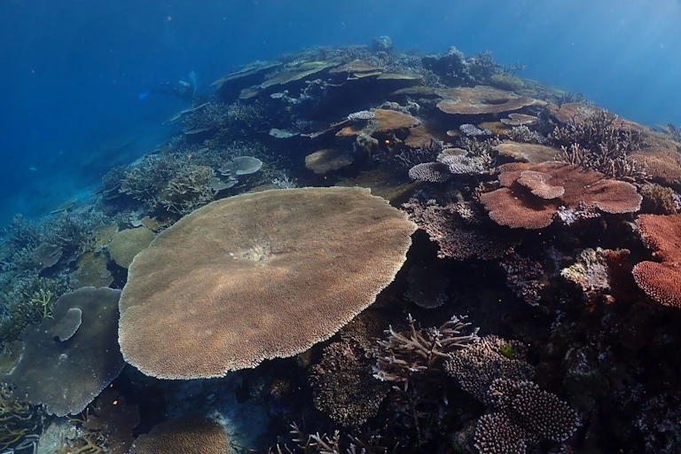 Coral reef