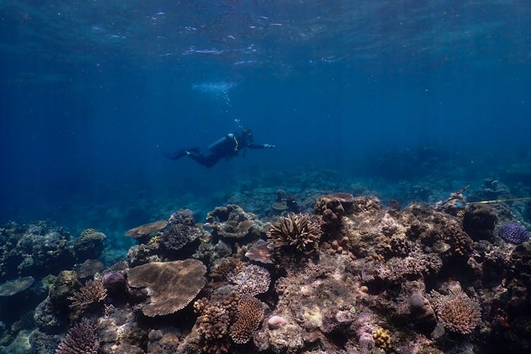 scuba diver above coral reef