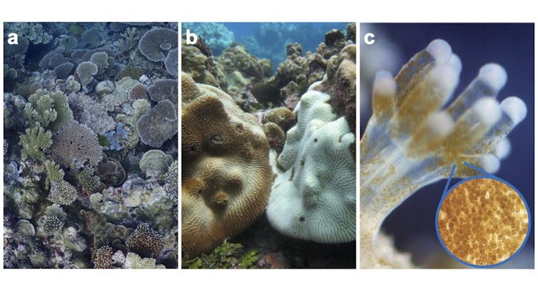 Three photos of corals