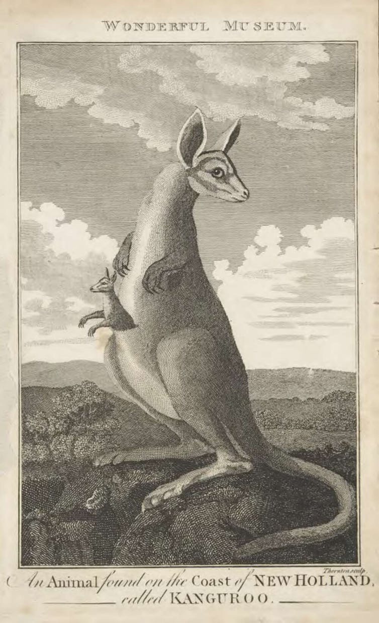 A kangaroo with a joey.