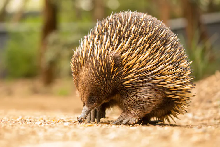 echidna
