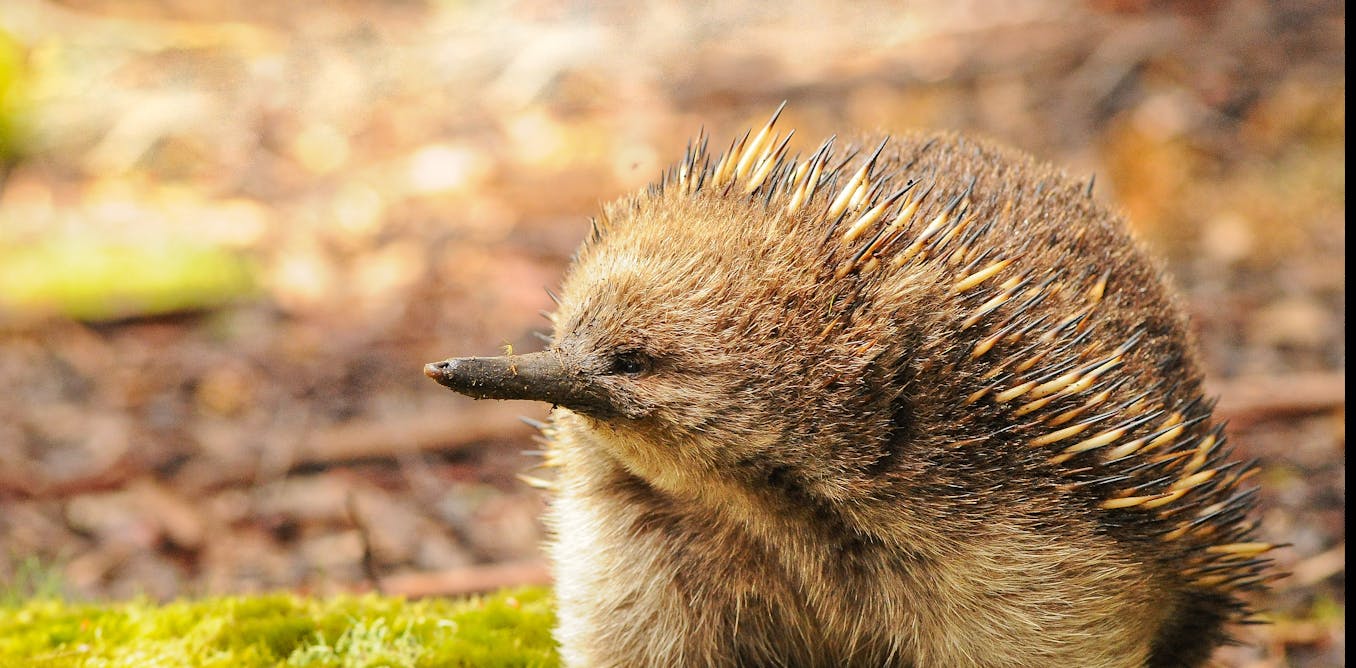 They sense electric fields, tolerate snow and have ‘mating trains’: 4 reasons echidnas really are remarkable