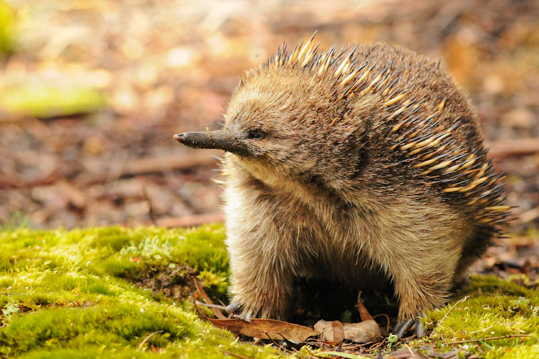 echidna