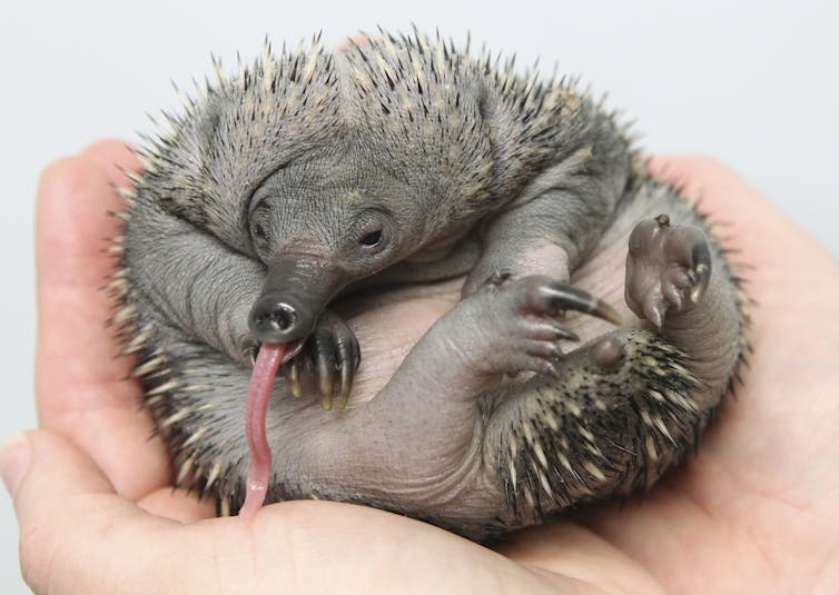 puggle echidna