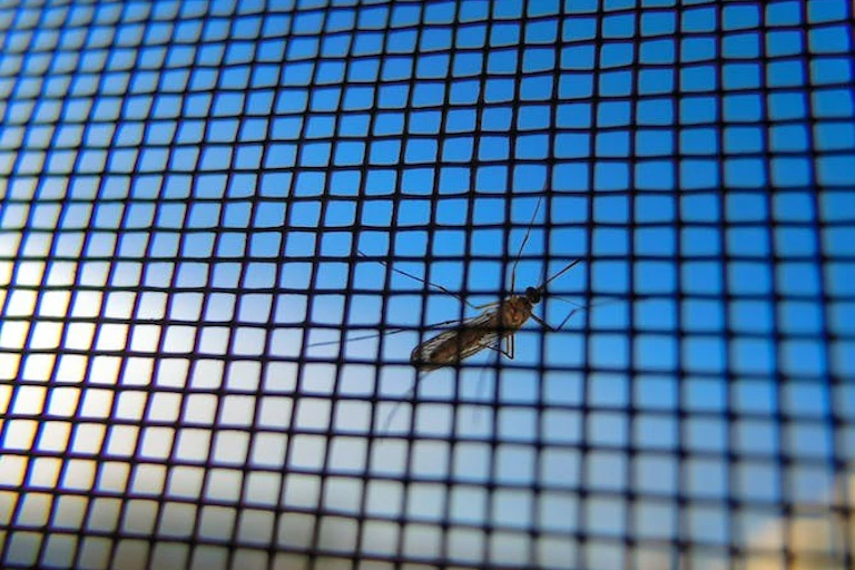 Un moustique est représenté derrière un grillage, sur fond de ciel bleu