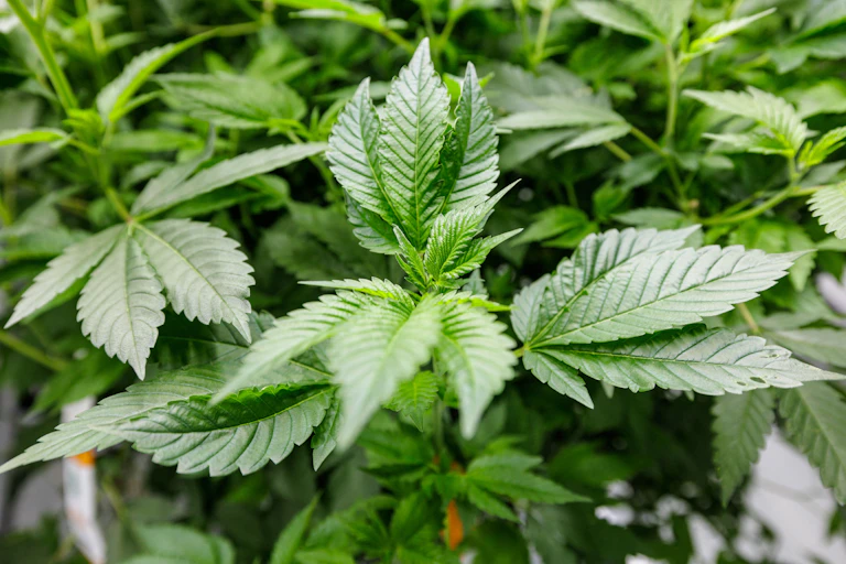 Leaves