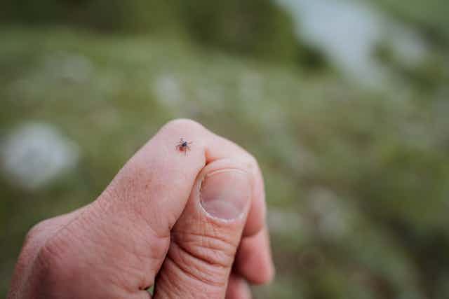A tick crawls on a person's hand.