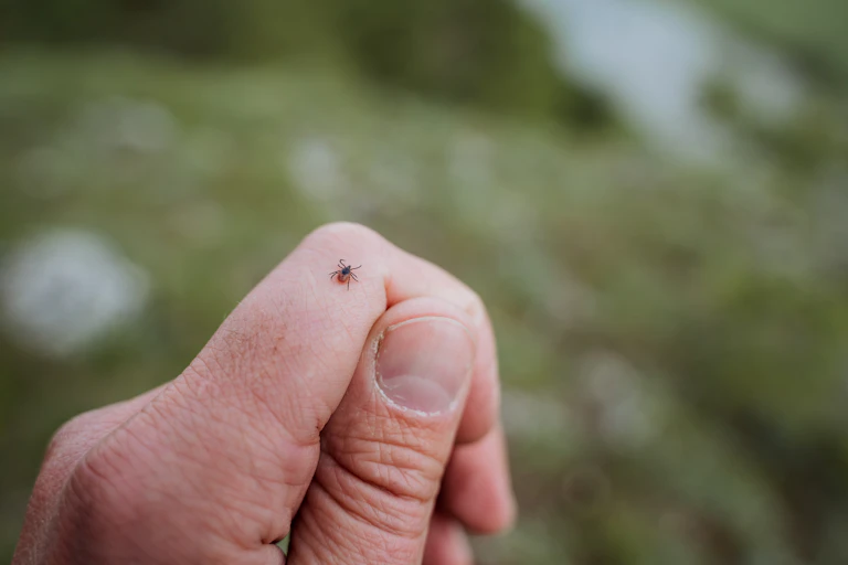 A tick crawls on a person's hand.
