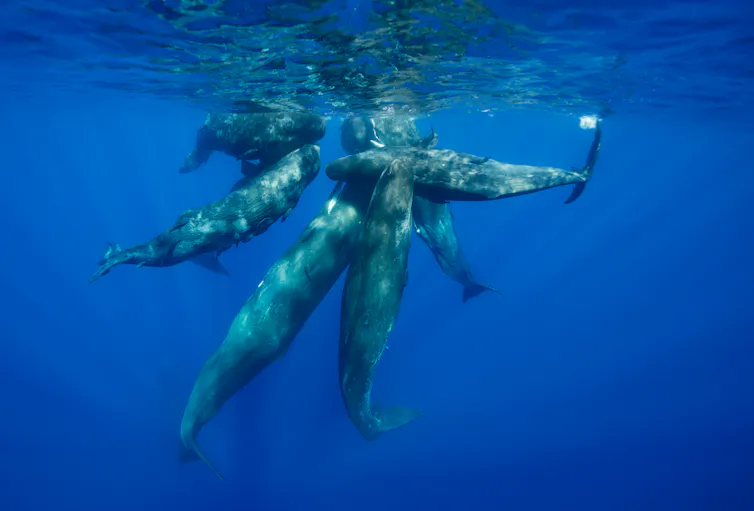A pod of sperm whales in the Indian Ocean, Mauritius.
