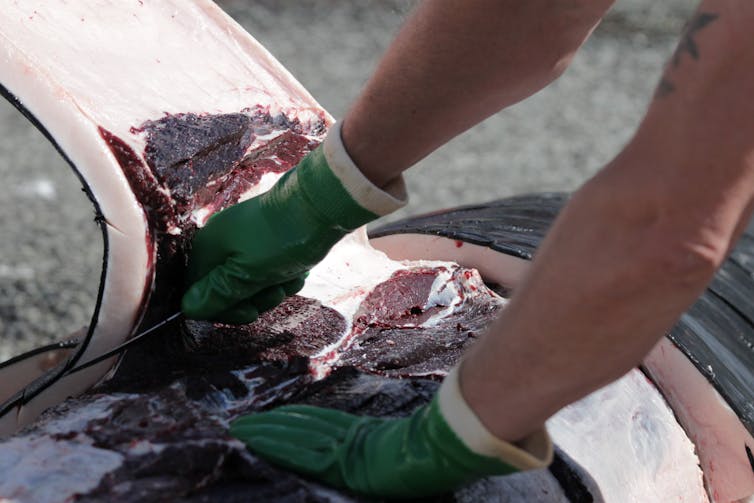 A pilot whales being processed after a hunt.