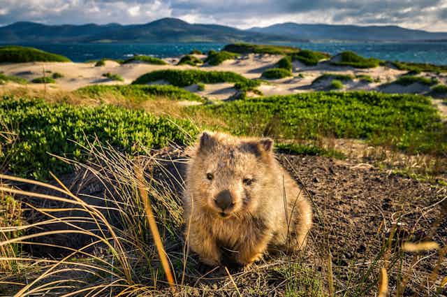 A photo showing a wombat in a landscape of sand dunes, sea and hills.