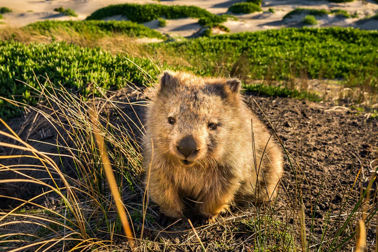 A photo showing a wombat in a landscape of sand dunes, sea and hills.