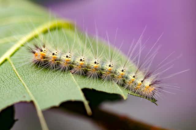 a hairy caterpillar on a leaf