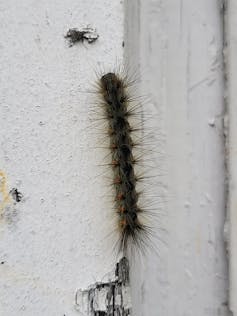 a caterpillar on a white wall