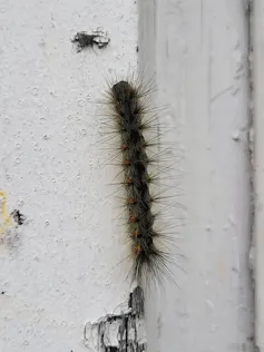 a caterpillar on a white wall