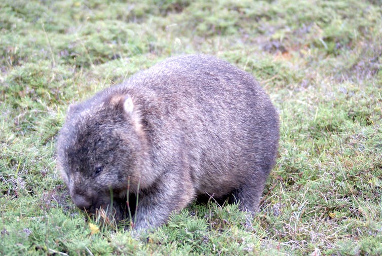 A photo of a wombat standing on some grass.