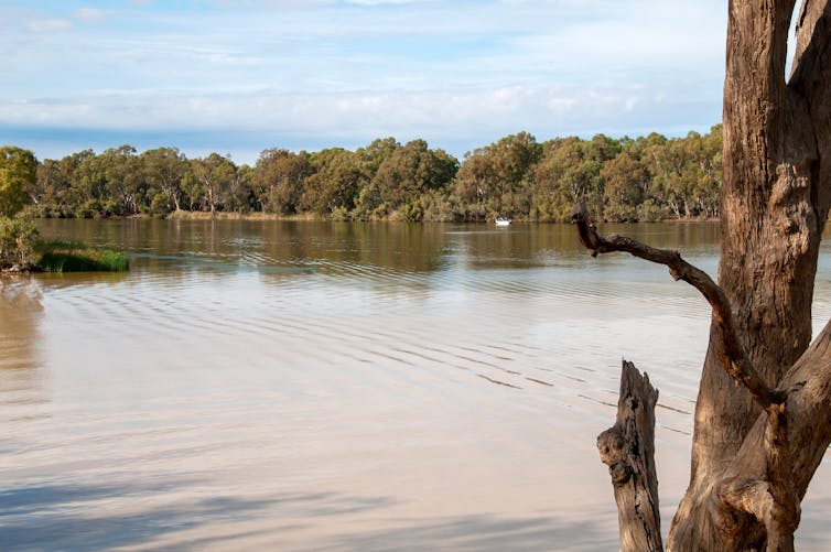 murray darling rivers meeting