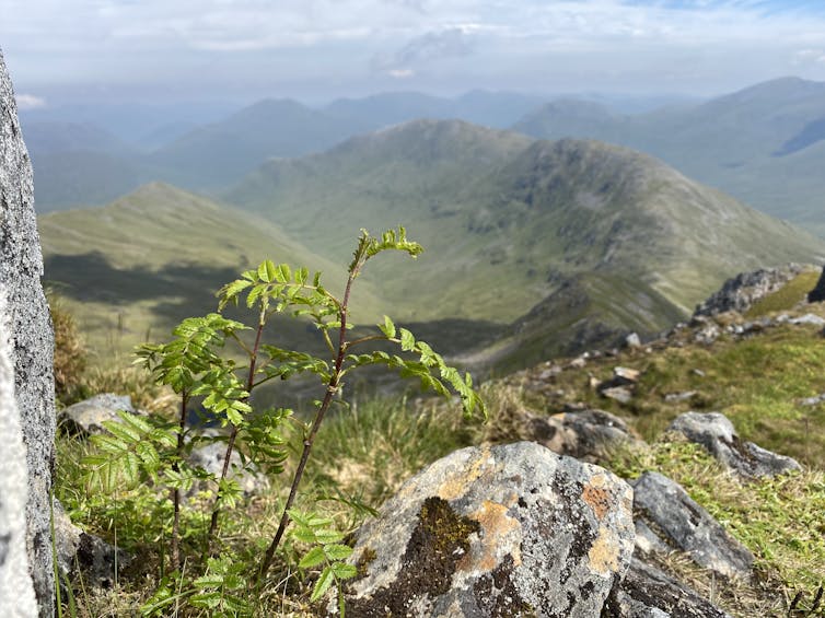 A tiny rowan tree near the rocky summit of a Scottish mountain.