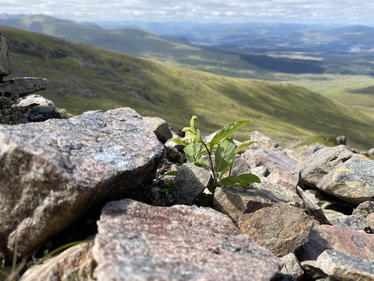 The leaves of a goat willow poking through rocks on a mountain in Scotland.