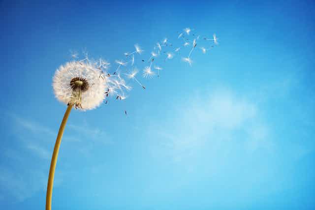 A dandelion shown against a blue sky