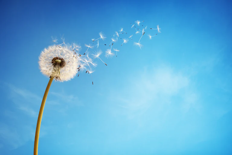 A dandelion shown against a blue sky