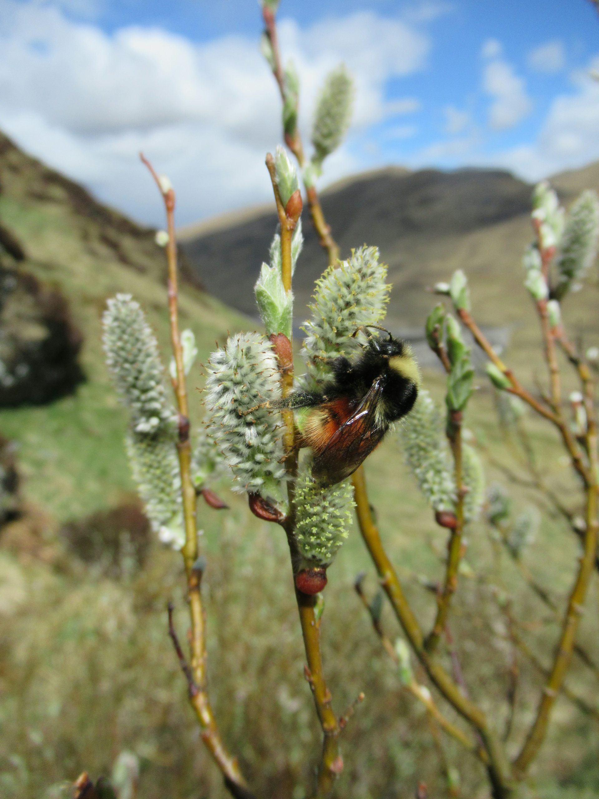 Trees discovered at recordbreaking altitudes highlight why we should restore Scotland’s