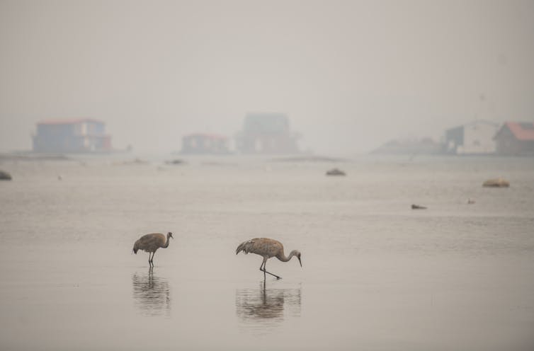 Cranes feed on a beach in a hazy smoke.