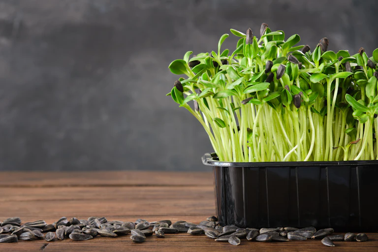Sunflower sprouts