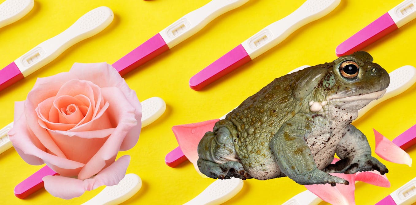 A brief history of pregnancy tests – from toads and rabbits to rosewater