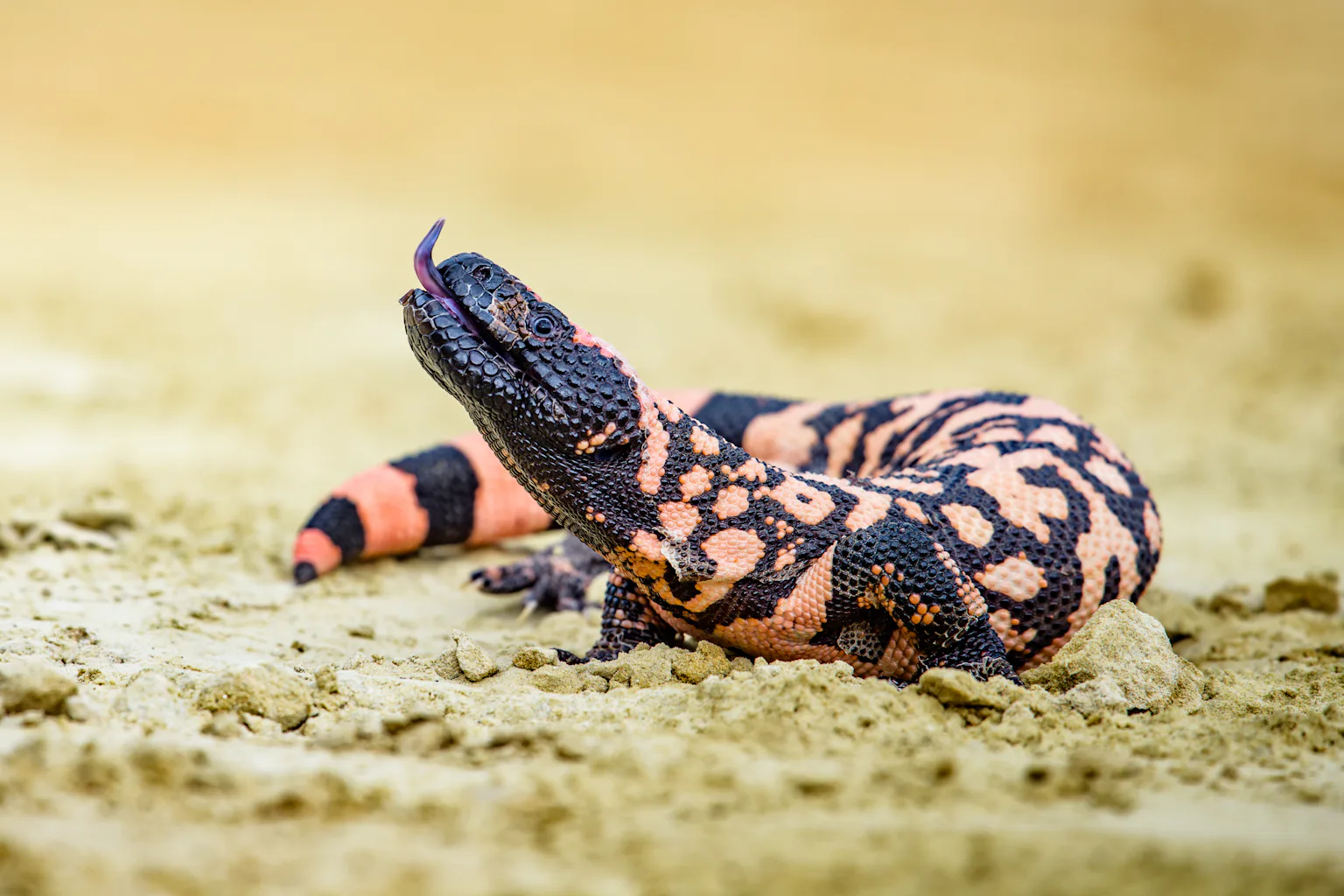 semaglutide gila monster venom Wegovy was inspired by Gila monster venom – here are some other drugs with surprising origins semaglutide gila monster venom Wegovy was inspired by Gila monster venom – here are some other drugs with surprising origins
