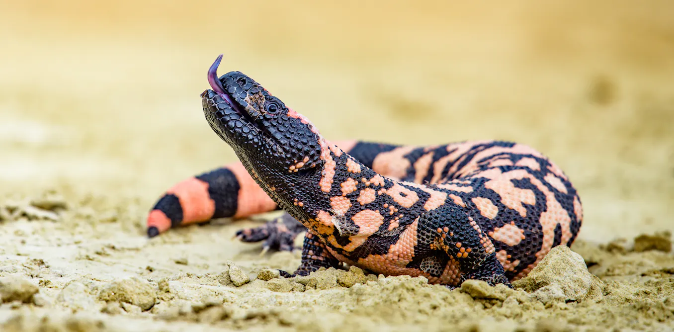 Wegovy was inspired by Gila monster venom – here are some other drugs with surprising origins