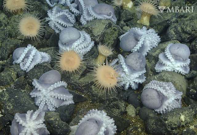 A  seafloor photos shows dozen octopuses drawn up in balls, with their tentacles wrapped around them.