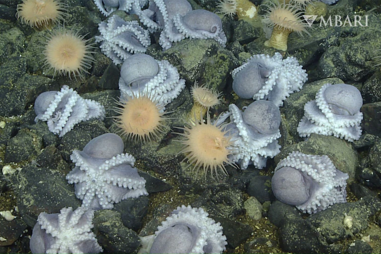 A seafloor photos shows dozen octopuses drawn up in balls, with their tentacles wrapped around them.