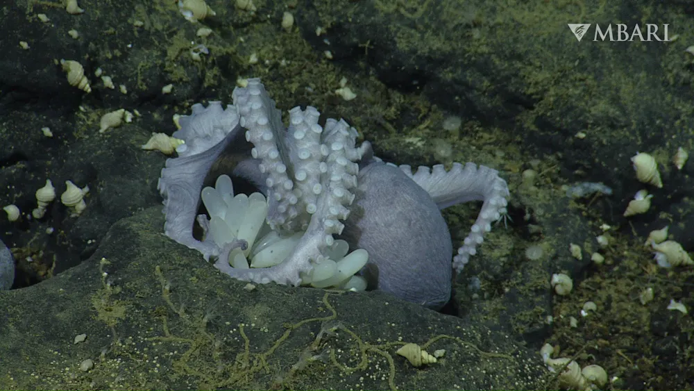 Octopus Clean Secrets of the Octopus Garden: Moms nest at thermal springs to give ...
