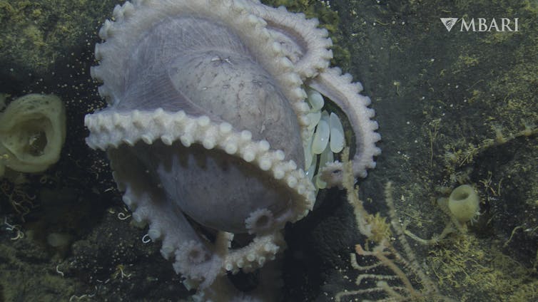 A female pearl octopus brooding her eggs at the Octopus Garden.