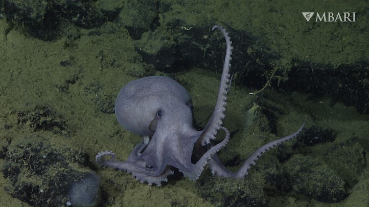 A photo shows an octopus using its long arms to move across the seafloor.