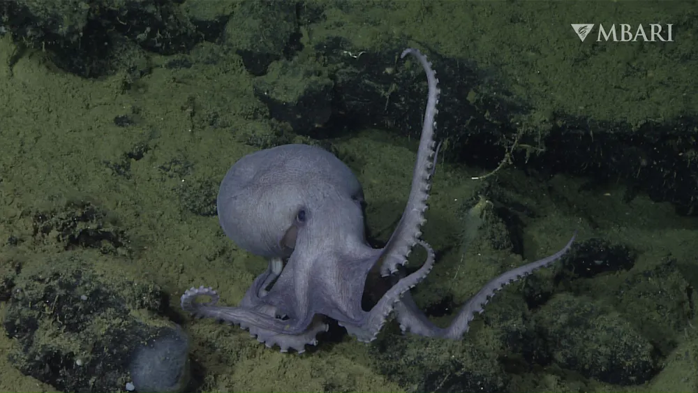 Octopus Spring Secrets of the Octopus Garden: Moms nest at thermal springs to give ...