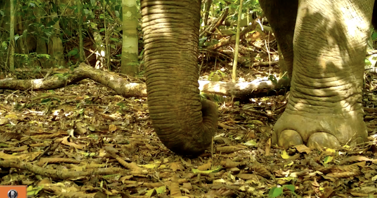 Elephant's foot and trunk in a rainforest clearing