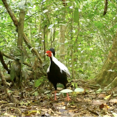 Pheasant in a rainforest clearing