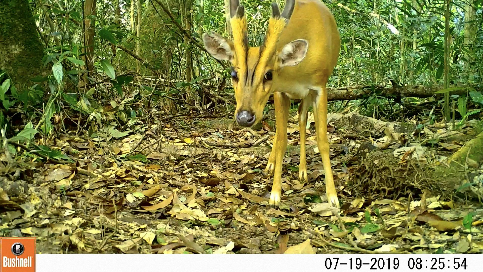 Leakage or spillover Conservation parks boost biodiversity