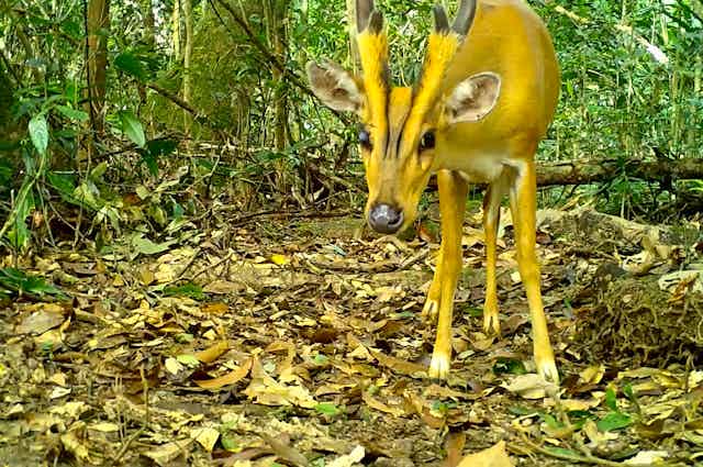 Deer in a rainforest clearing