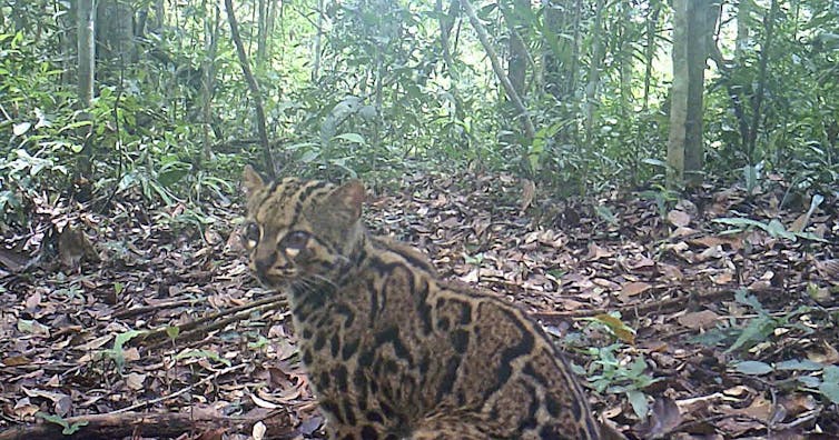A wild cat in a rainforest clearing